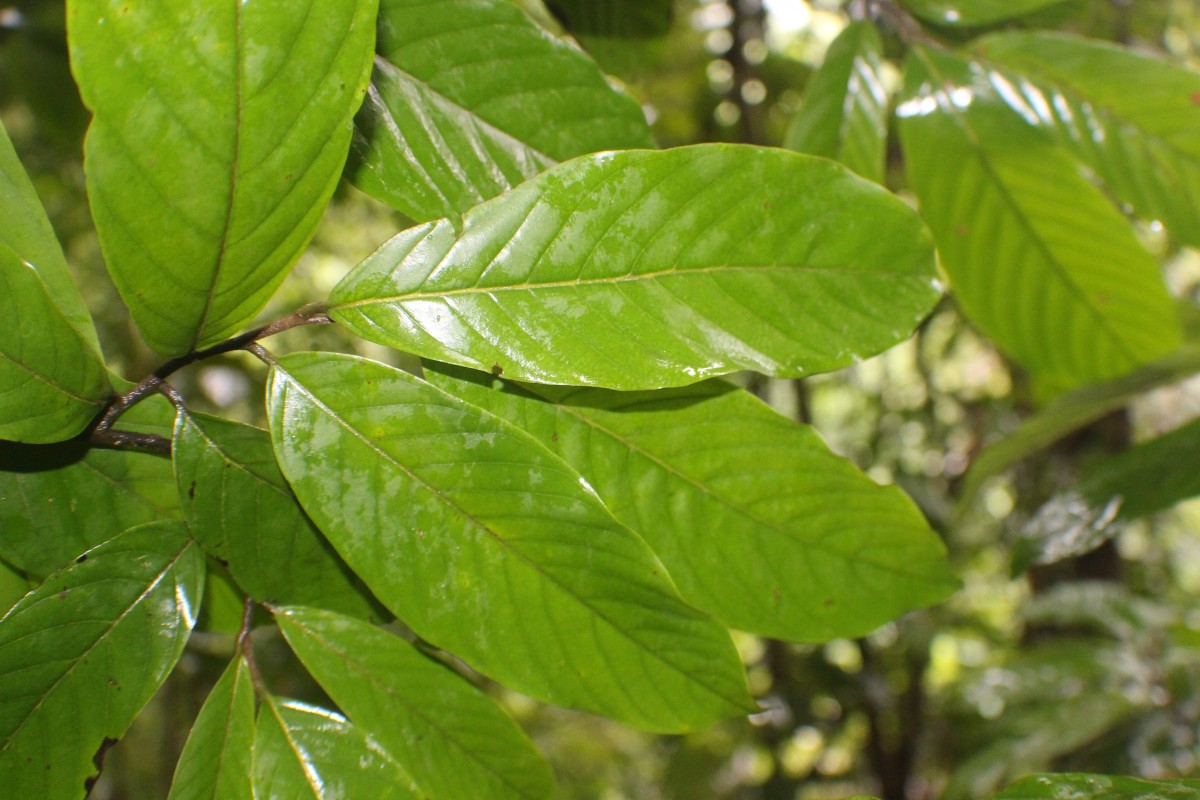 Monoon acuminatum (Thwaites) B.Xue & R.M.K.Saunders